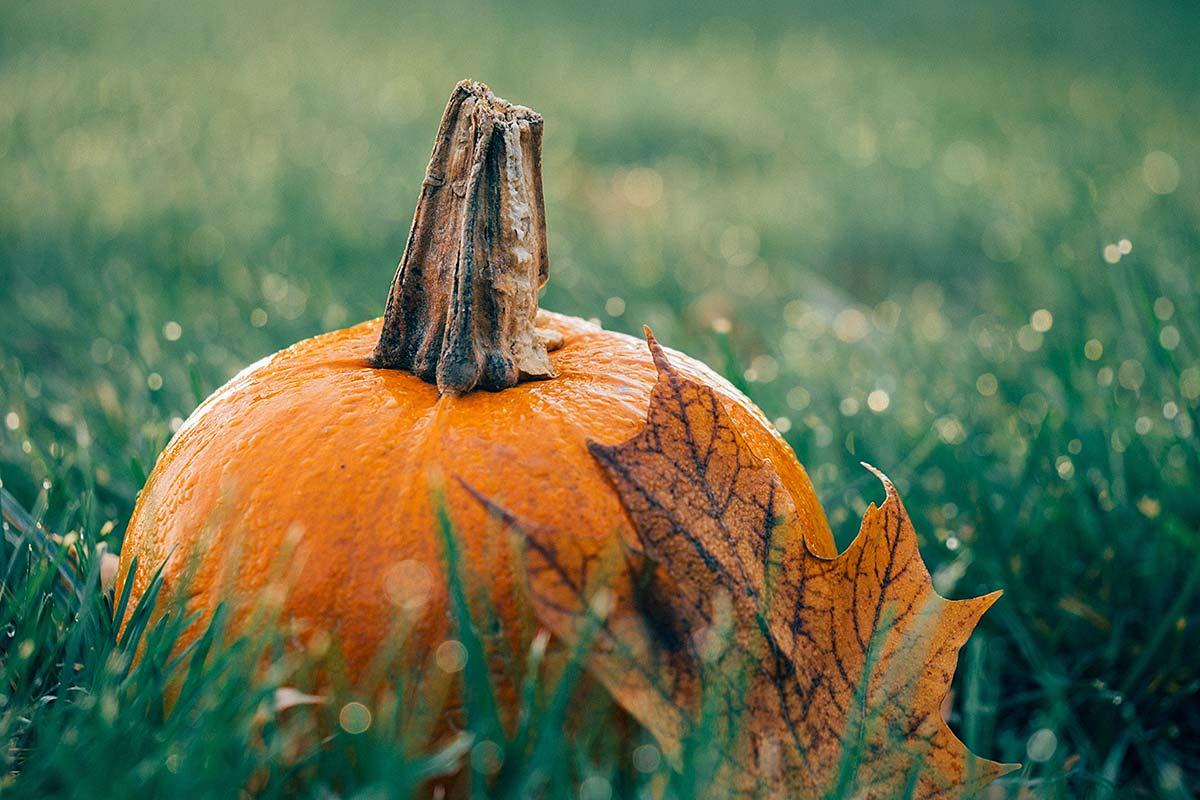 Just a nice fall pumpkin.