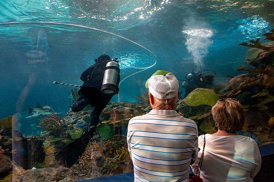 Diver at Ripley's Aquarium of the Smokies