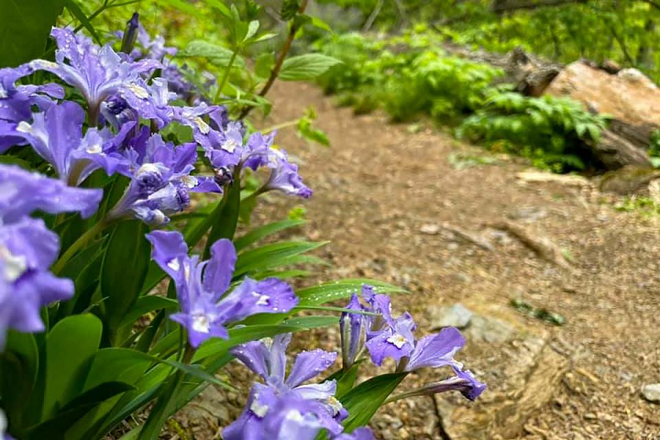 Purple flowers in bloom in the Smokies