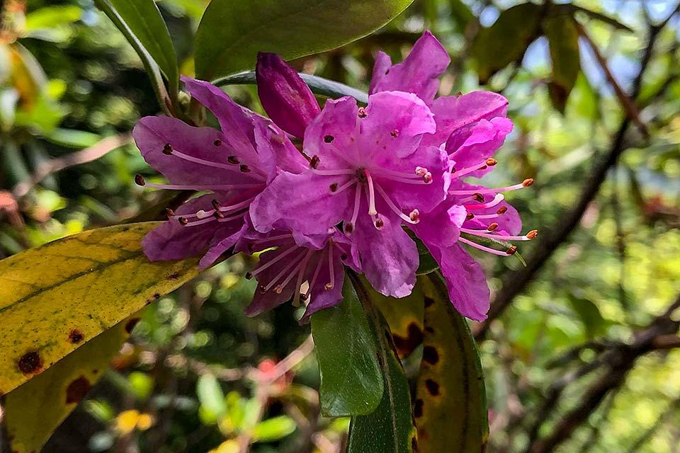 Springtime flowers in the mountains