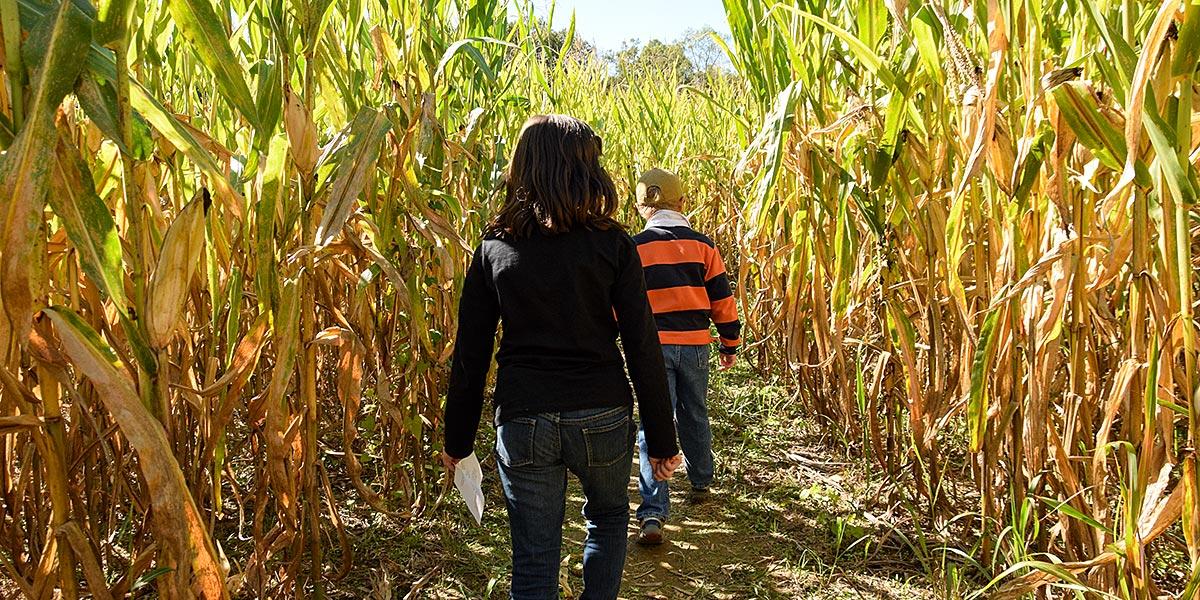 Cornmaze at Kyker's Farm in Sevierville