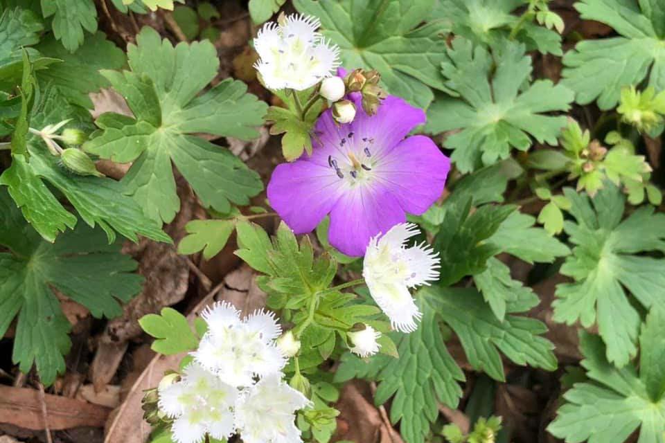 Purple wildflowers in the Smokies