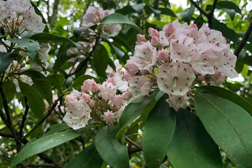 Smoky Mountain wildflowers in bloom.