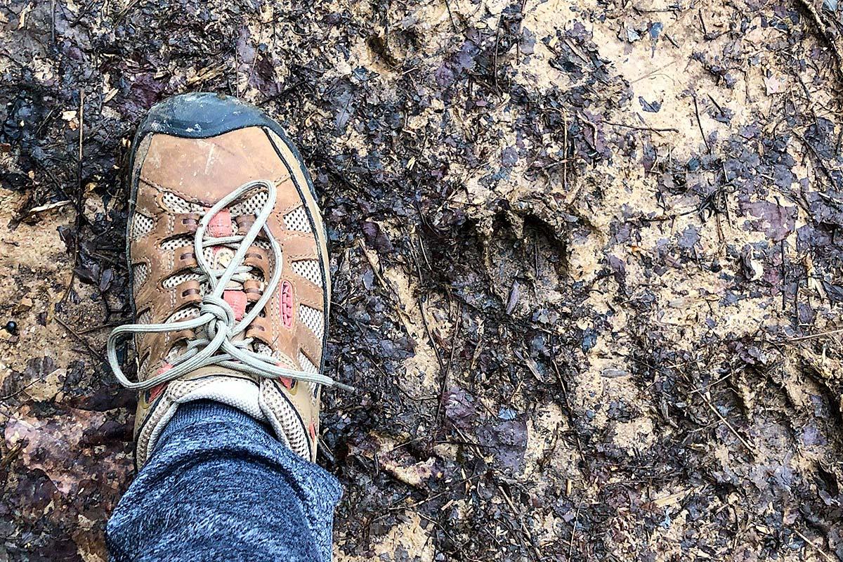 Watch for bear tracks