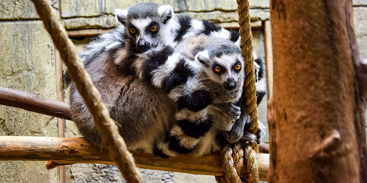 Rainforest Adventures Zoo