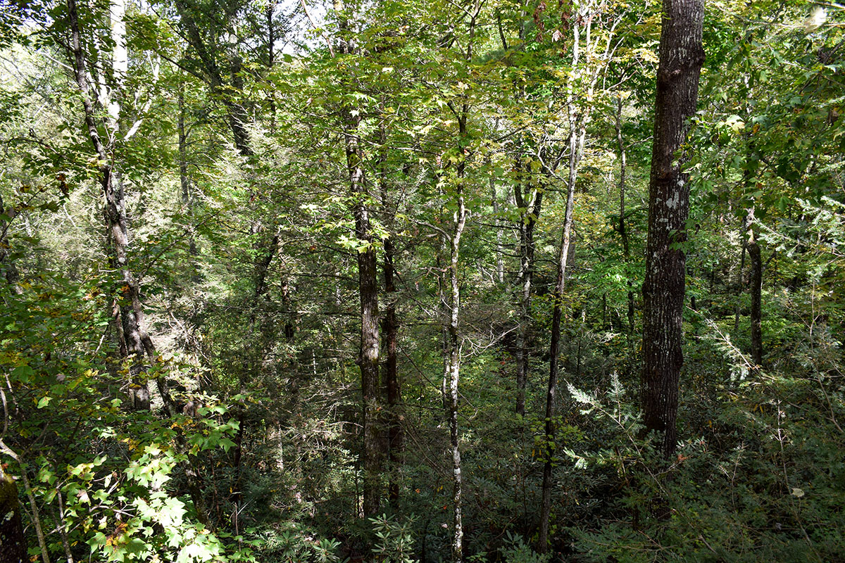 Hawk\'s Nest Cabin image 40